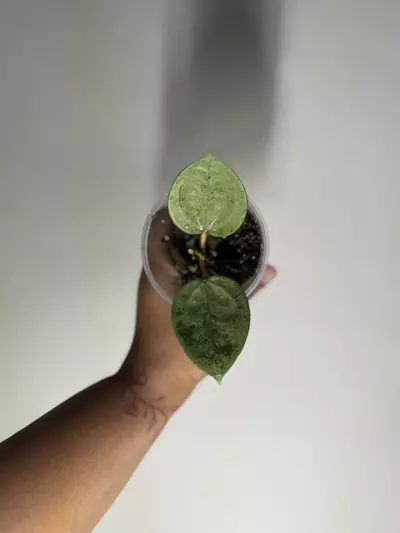 plant/Hoya Verticillata Silver-0-thumbnail