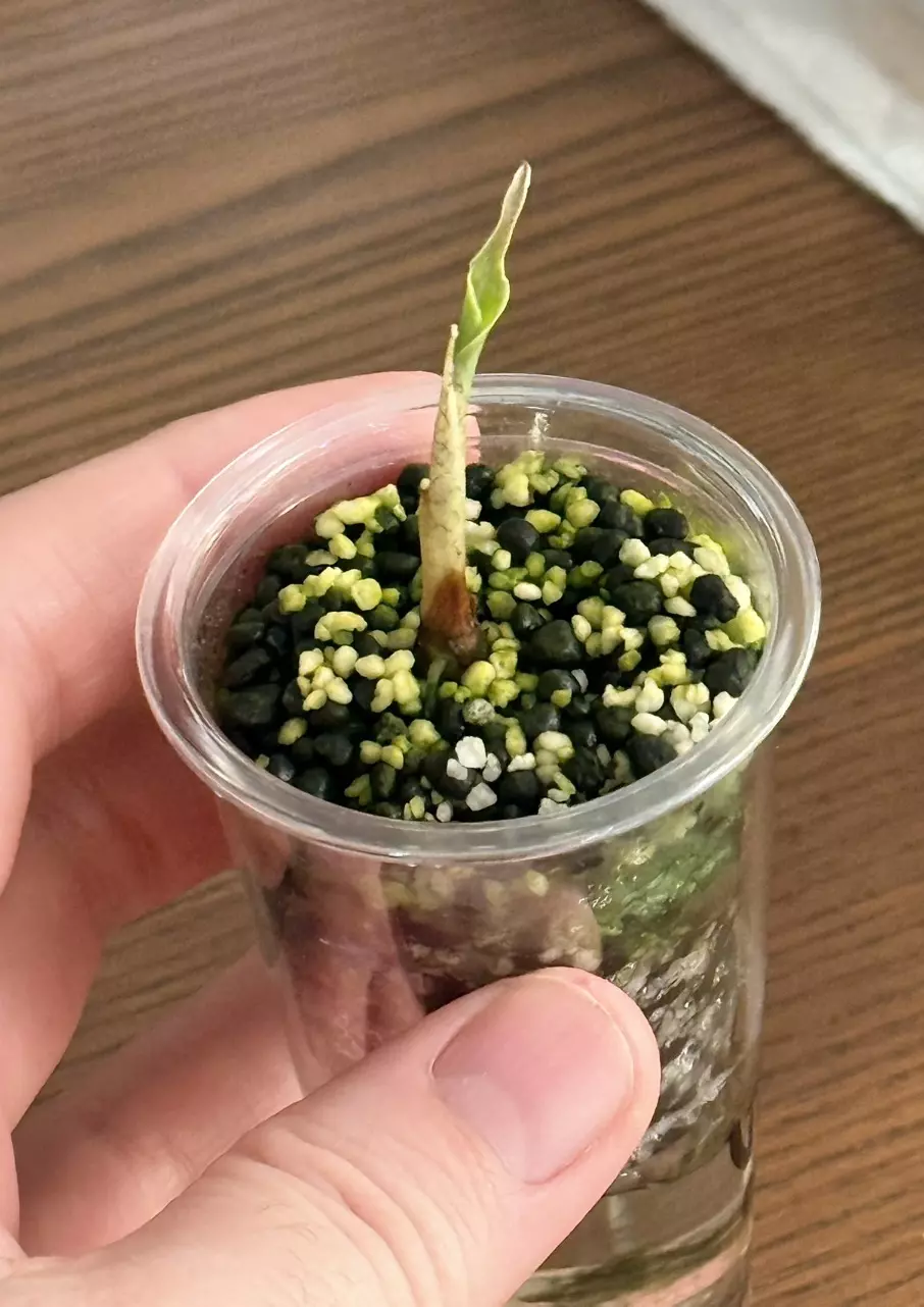 plant/Alocasia Venom Offshoot-1