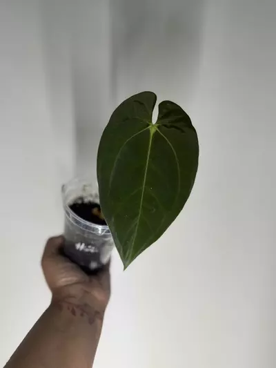 plant/Anthurium Pap X Dark AOS-2-thumbnail