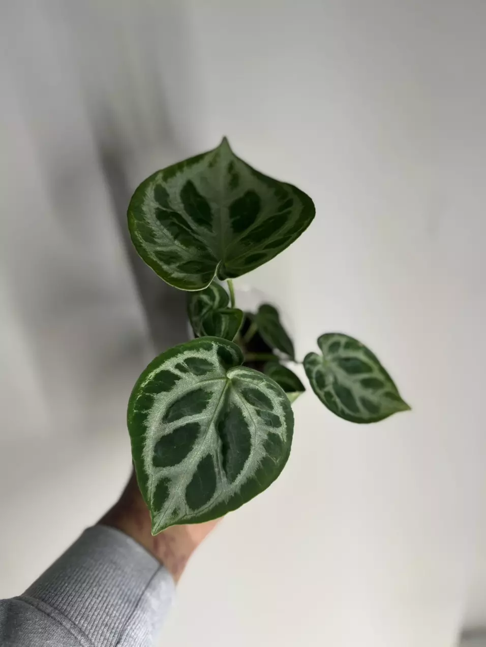 plant/Anthurium silver blush-1