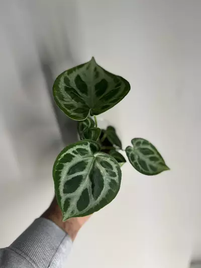 plant/Anthurium silver blush-1-thumbnail