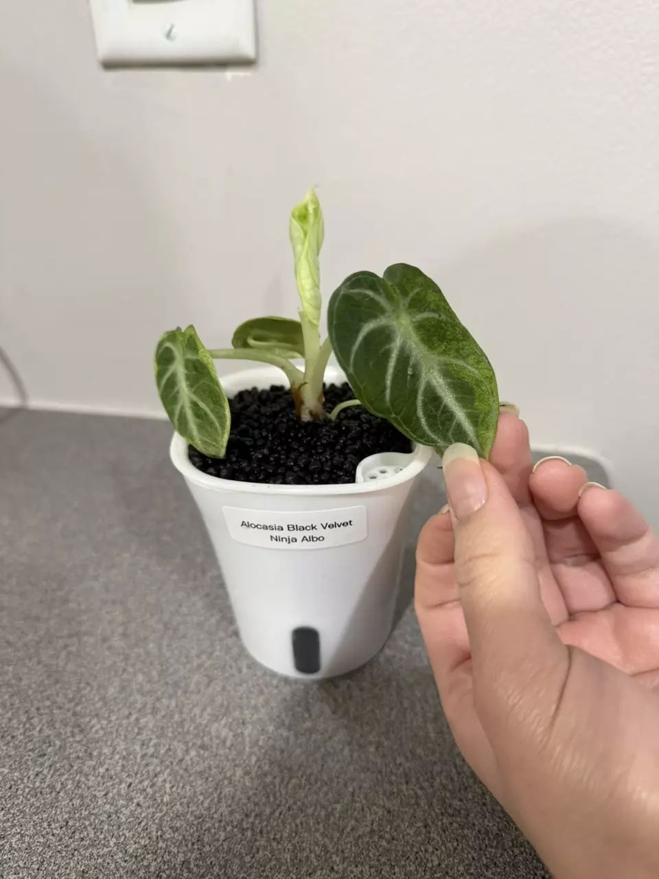 plant/Alocasia Black Velvet Ninja Albo-1