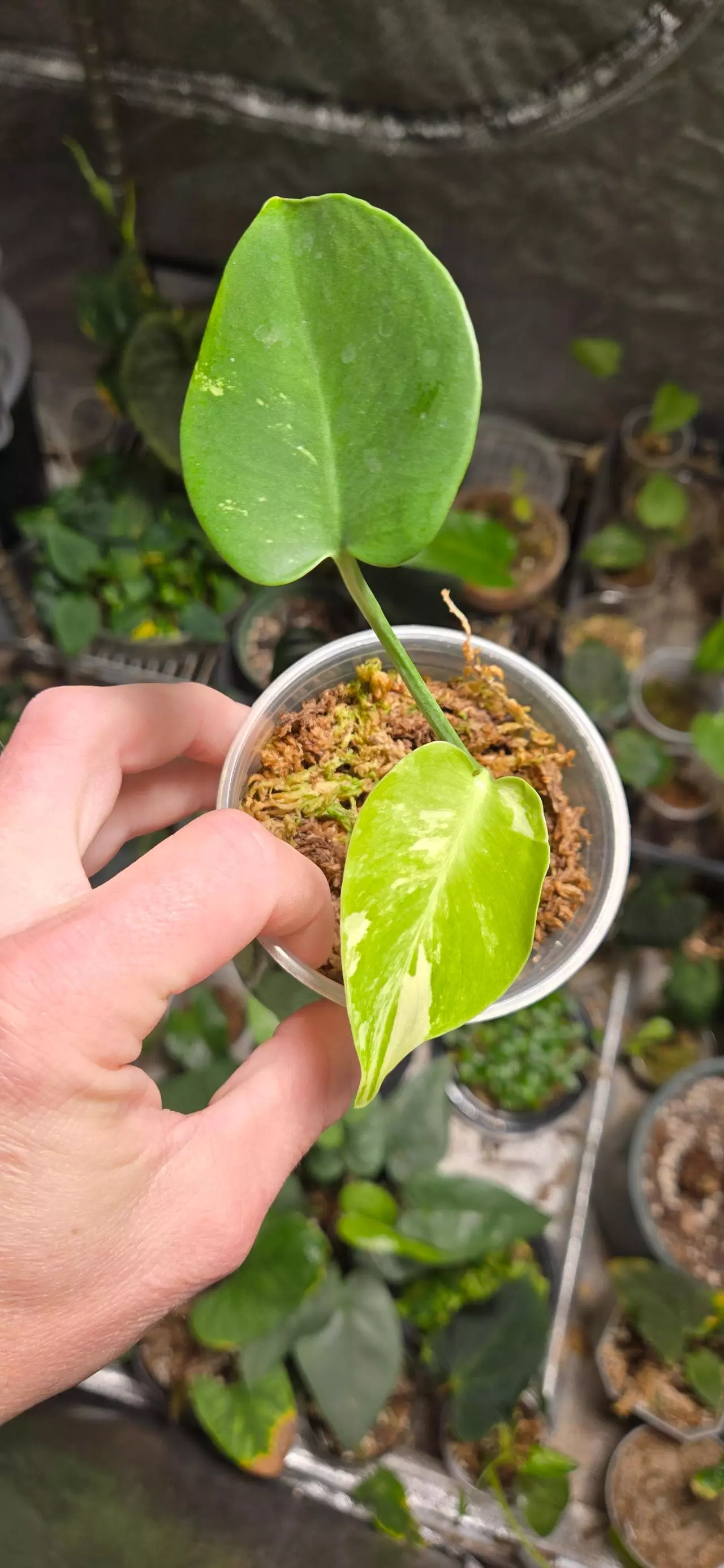 plant/Large Form Albo/Mint (SPORT)-1