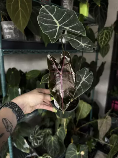 plant/Alocasia black satun-0-thumbnail