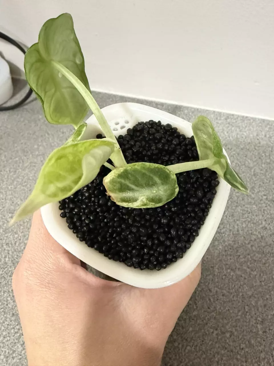 plant/Alocasia Black Velvet Ninja Albo-6