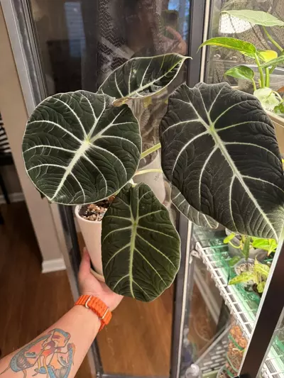 plant/Black Velvet Alocasia in Self-Watering Cup-3-thumbnail