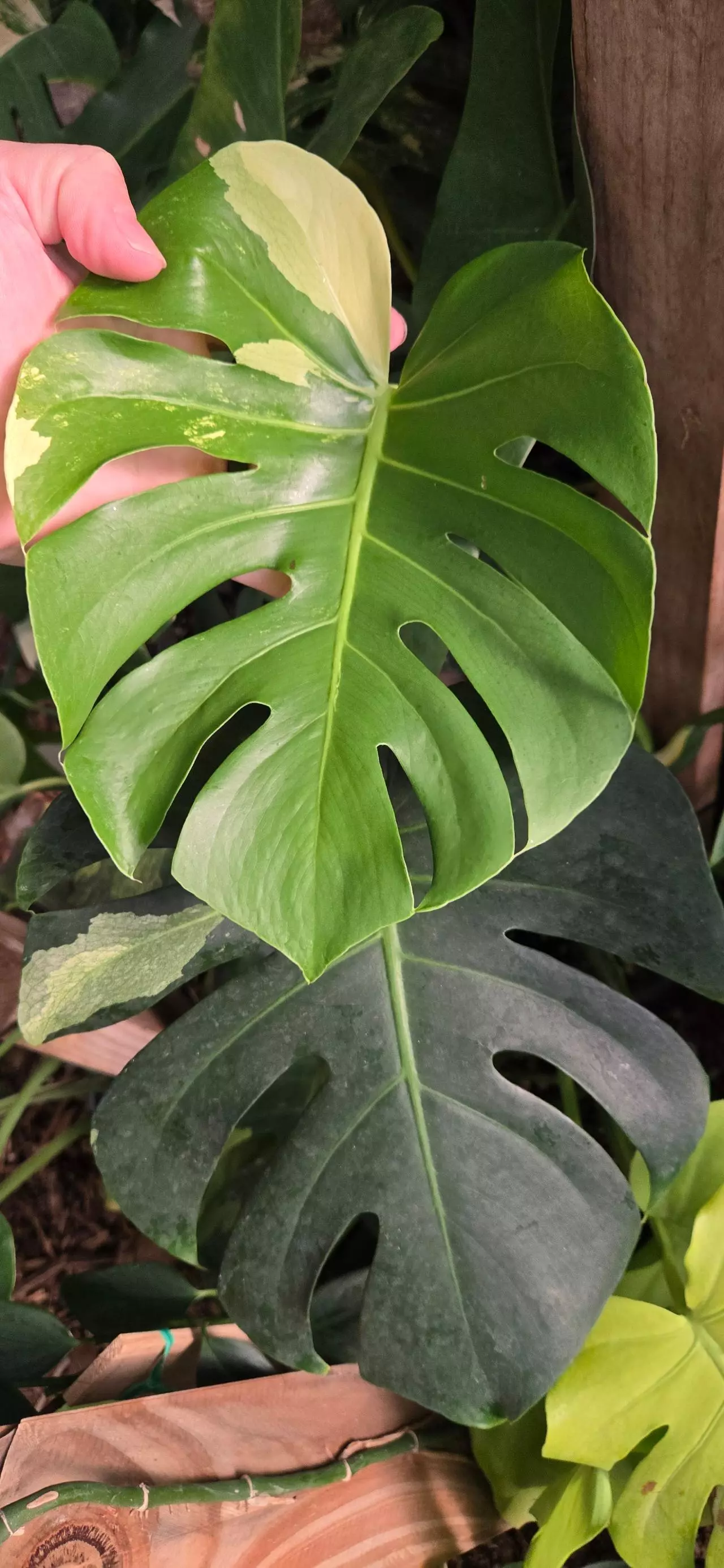 plant/Large Form Albo/Mint (SPORT)-3