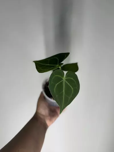 plant/Anthurium Clarinervium Dark form-2-thumbnail