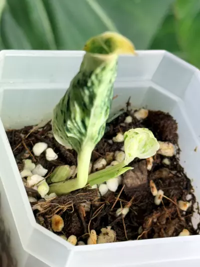 plant/🌿 Teruno “Lovesong” — Rooted & Ready 🌿-3-thumbnail