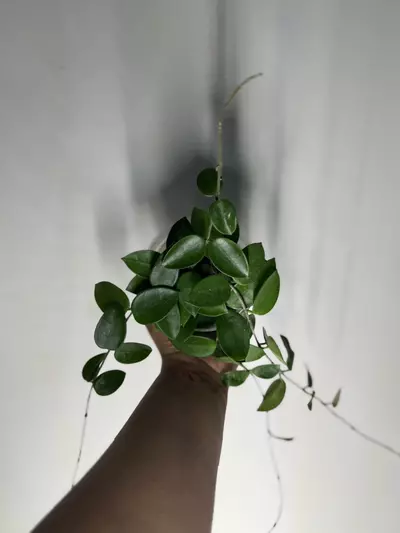 plant/Hoya chouke-1-thumbnail