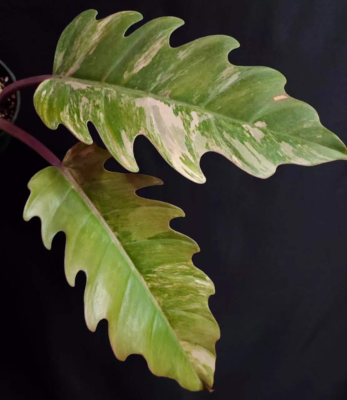 plant/Philodendron Carmel Marble-0