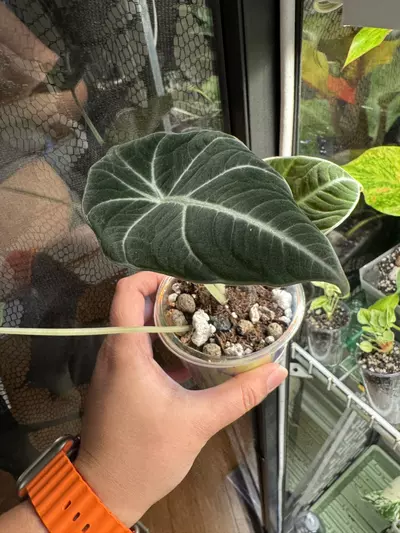 plant/Black Velvet Alocasia in Self-Watering Cup-0-thumbnail