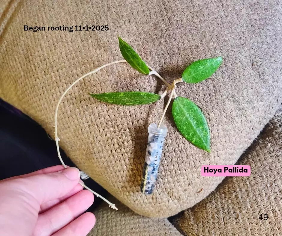 plant/Hoya Pallida cutting ✂️-0