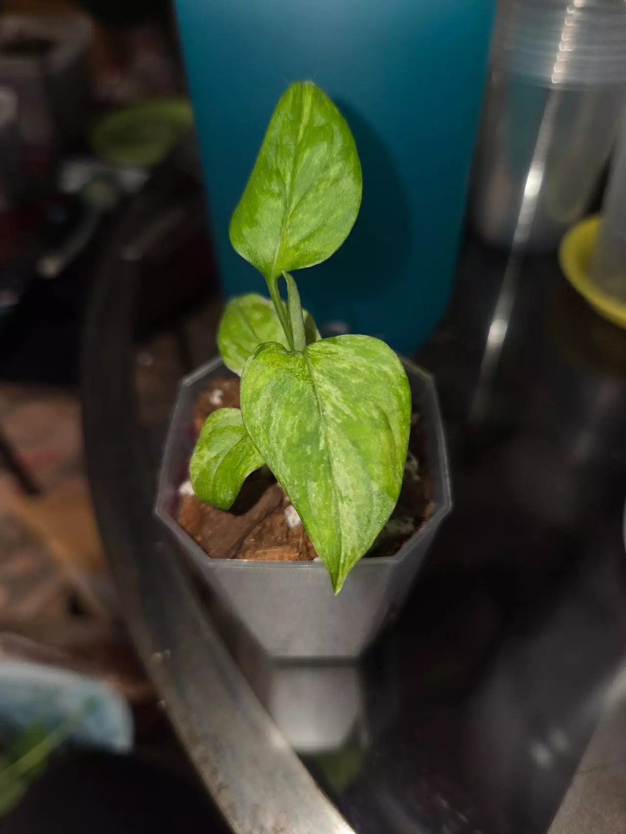 plant/Monstera Laniata Mottled-1
