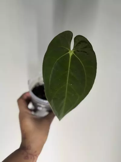 plant/Anthurium Pap X Dark AOS-0-thumbnail