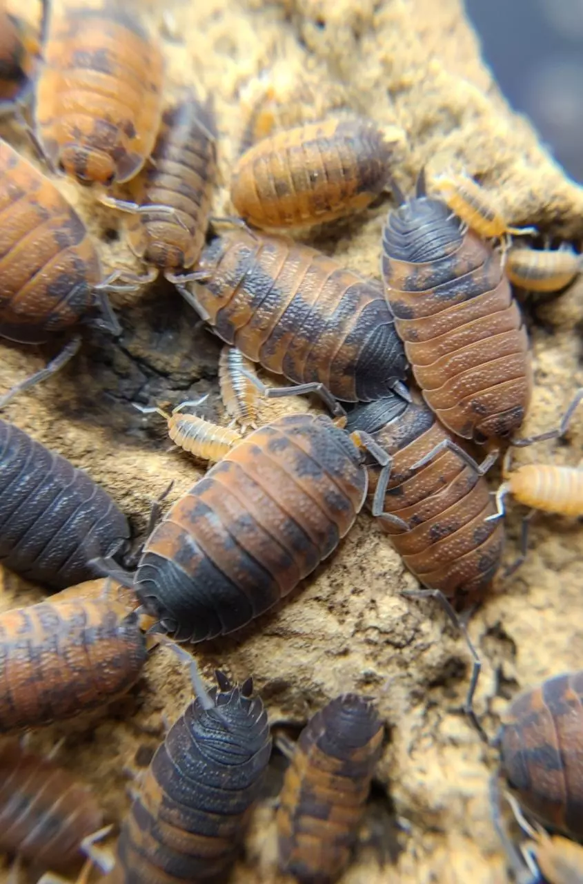 plant/Porcellio scaber "Lavas" 12ct isopods-1