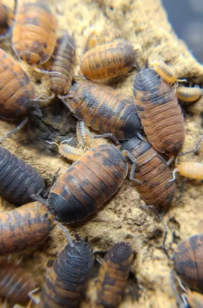 plant/Porcellio scaber "Lavas" 12ct isopods-1-thumbnail