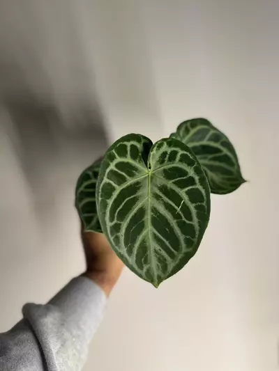 plant/Anthurium silver blush-6-thumbnail