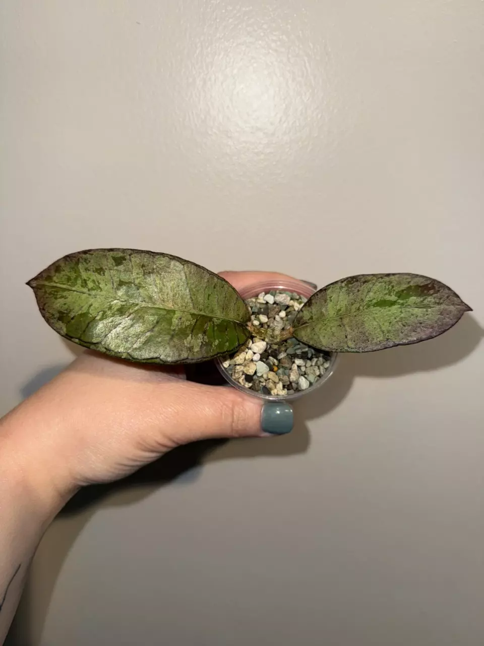 plant/Hoya gunung gading ghost 👻-0