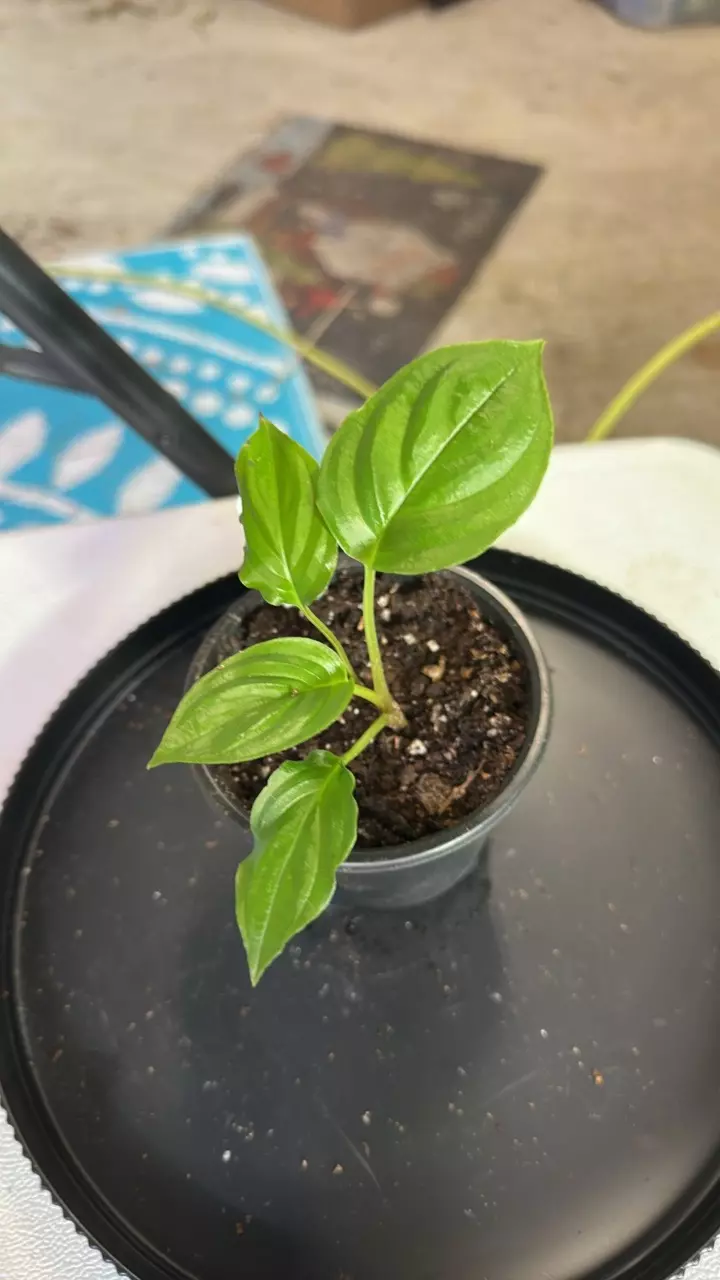 plant/Black bat flower tacca chantieri-0