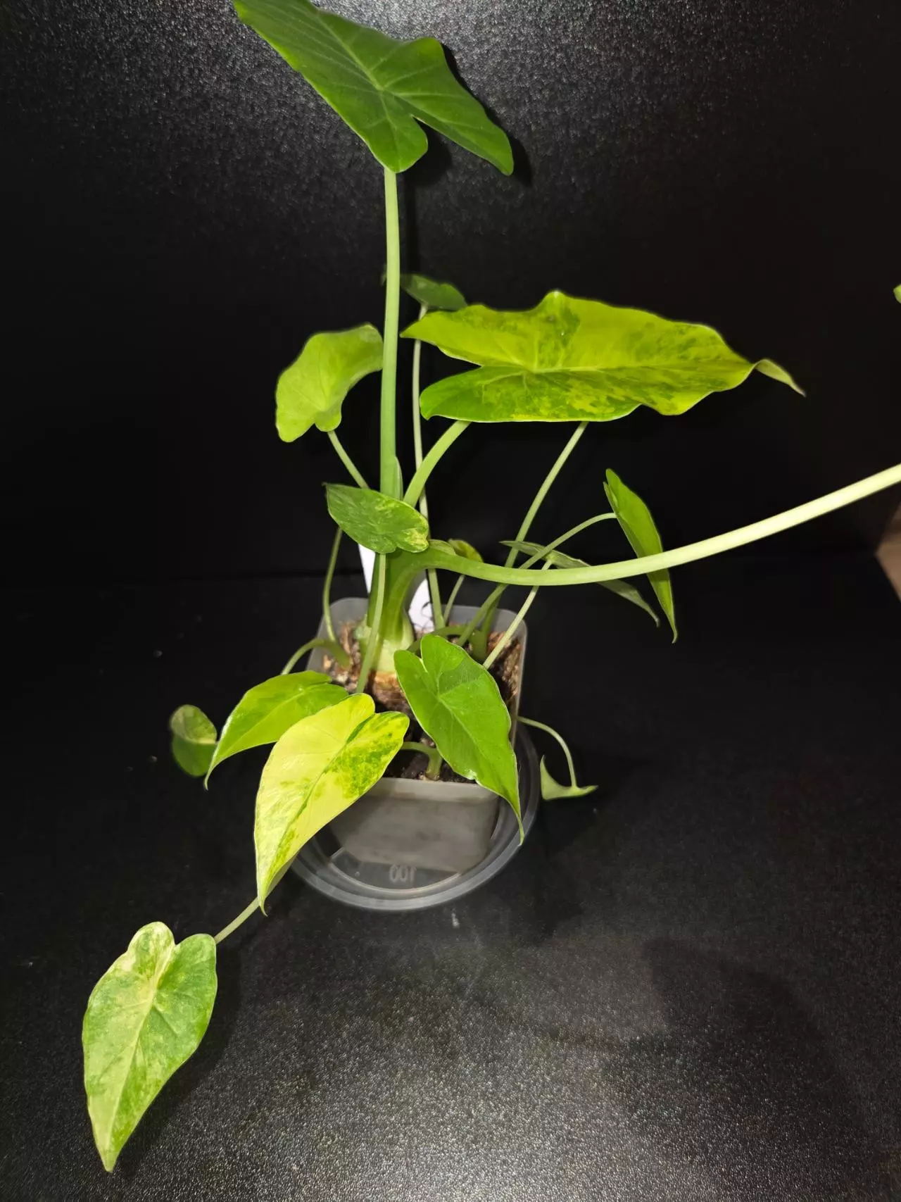 plant/Alocasia Gageana Aurea +5 pups!-3