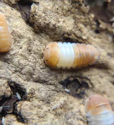 plant/Cubaris "Red Panda King" 12ct isopods-2-thumbnail