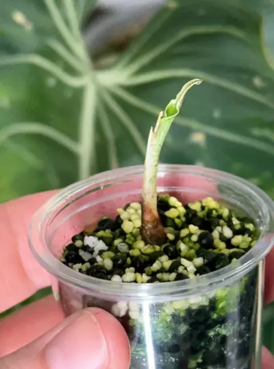 plant/Alocasia Venom Offshoot-3-thumbnail