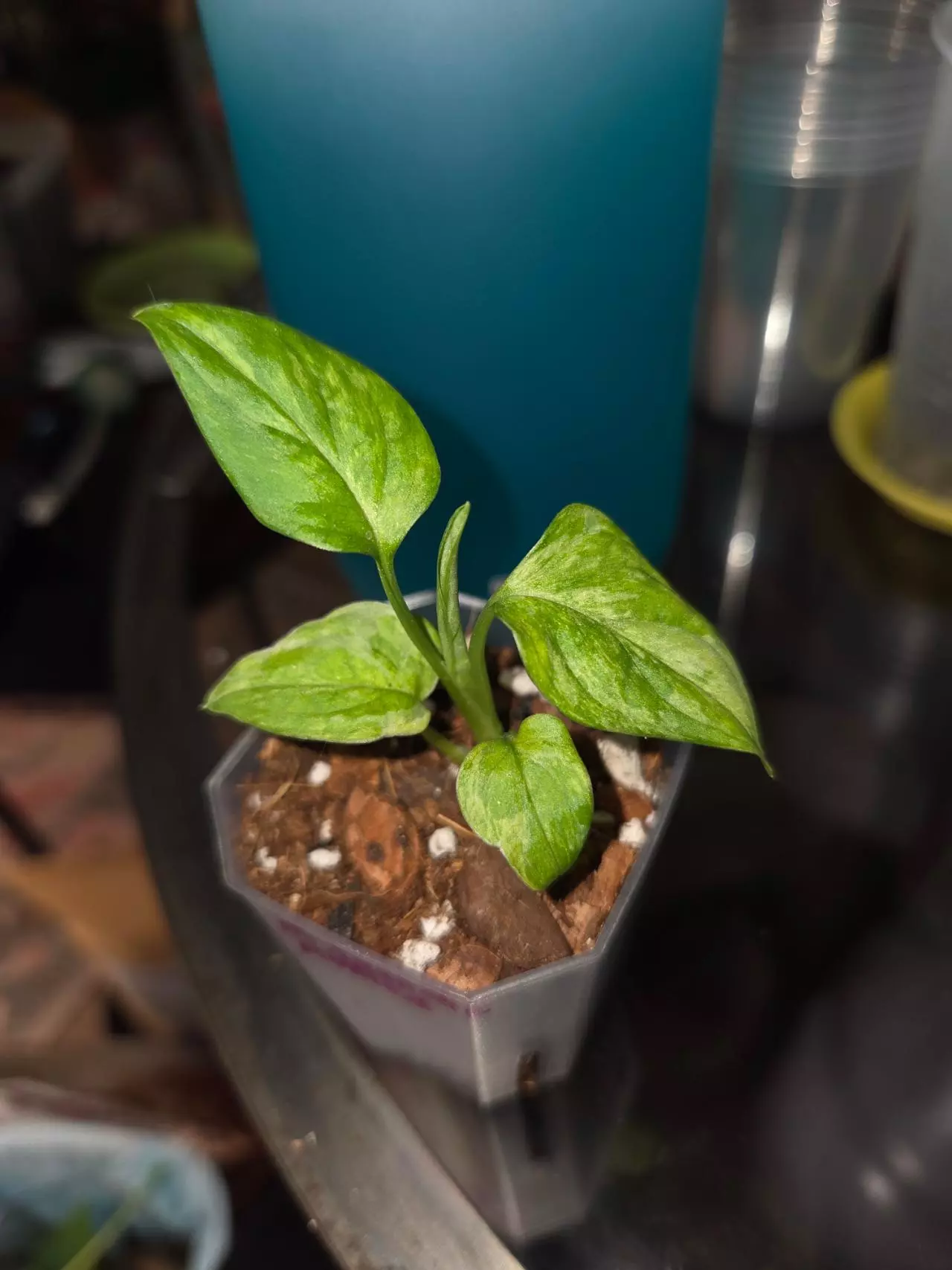 plant/Monstera Laniata Mottled-0