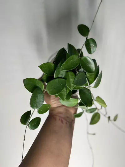 plant/Hoya chouke-2-thumbnail