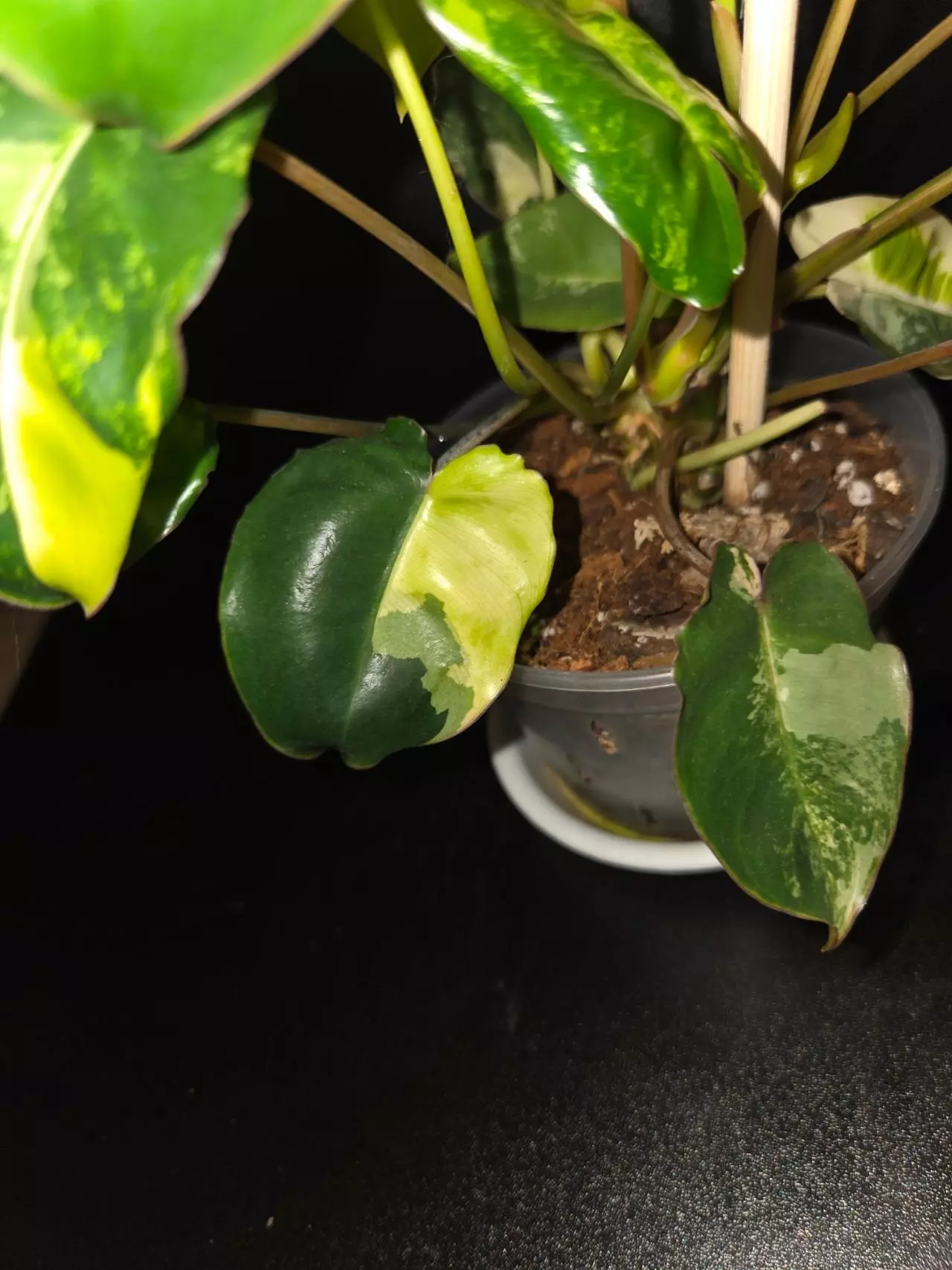plant/Burle Marx Variegated Philodendron-1