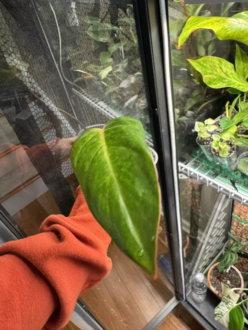 plant/Painted Lady Philodendron - Mid cut-0