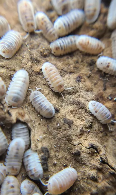 plant/Cubaris murina "Pearls" 12ct isopods-3-thumbnail