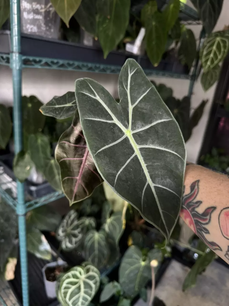 plant/Alocasia Black Satun-1