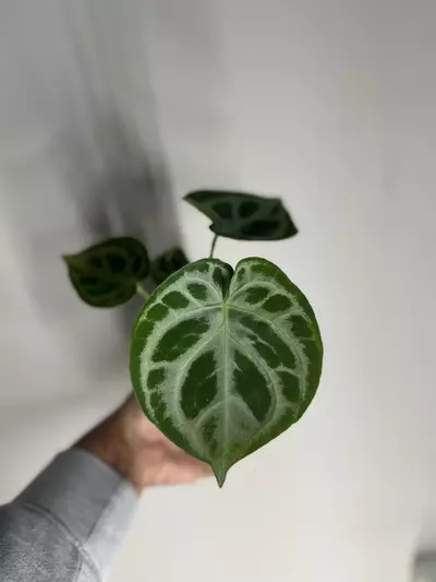 plant/Anthurium silver blush-0-thumbnail