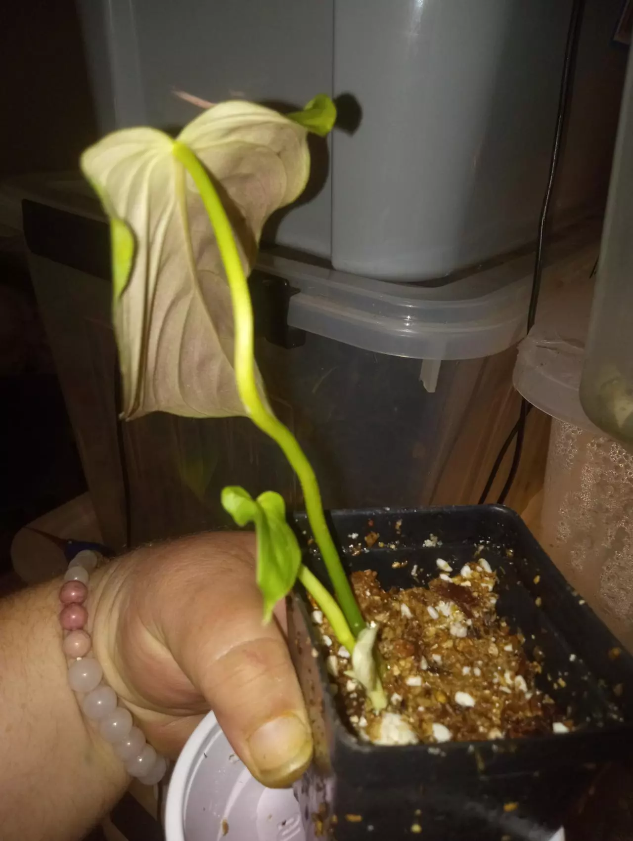 plant/Philodendron splendid-1