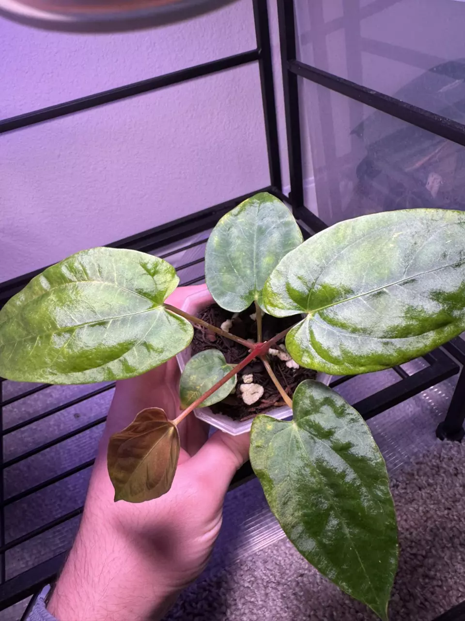 plant/Pap RA 2 x (Carla x sp Nov df)-2