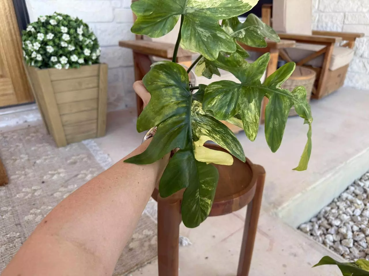 plant/FB X DISTANTILOBUM Philodendron-0