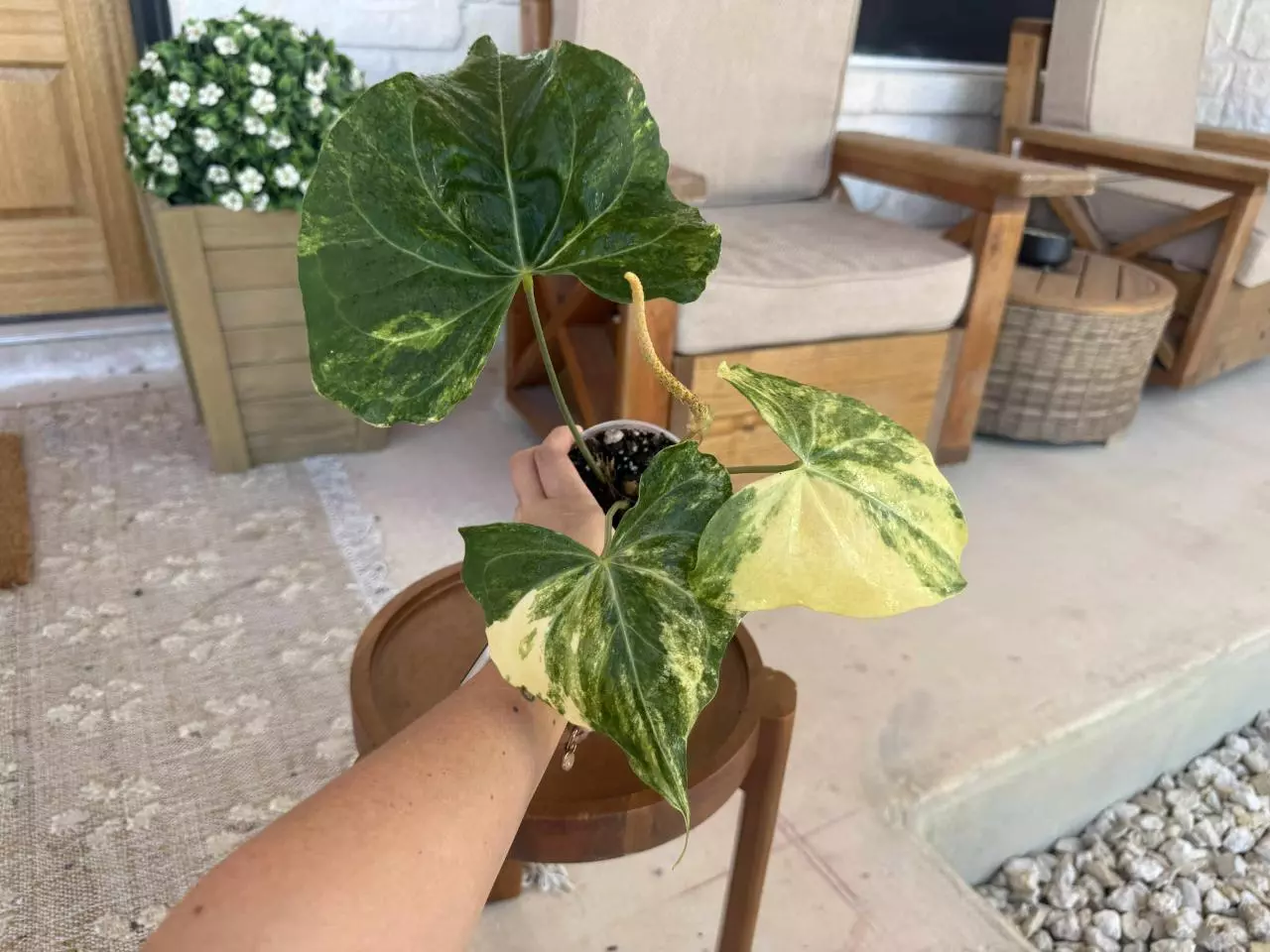 plant/Anthurium Pterodactyl Variegated-0