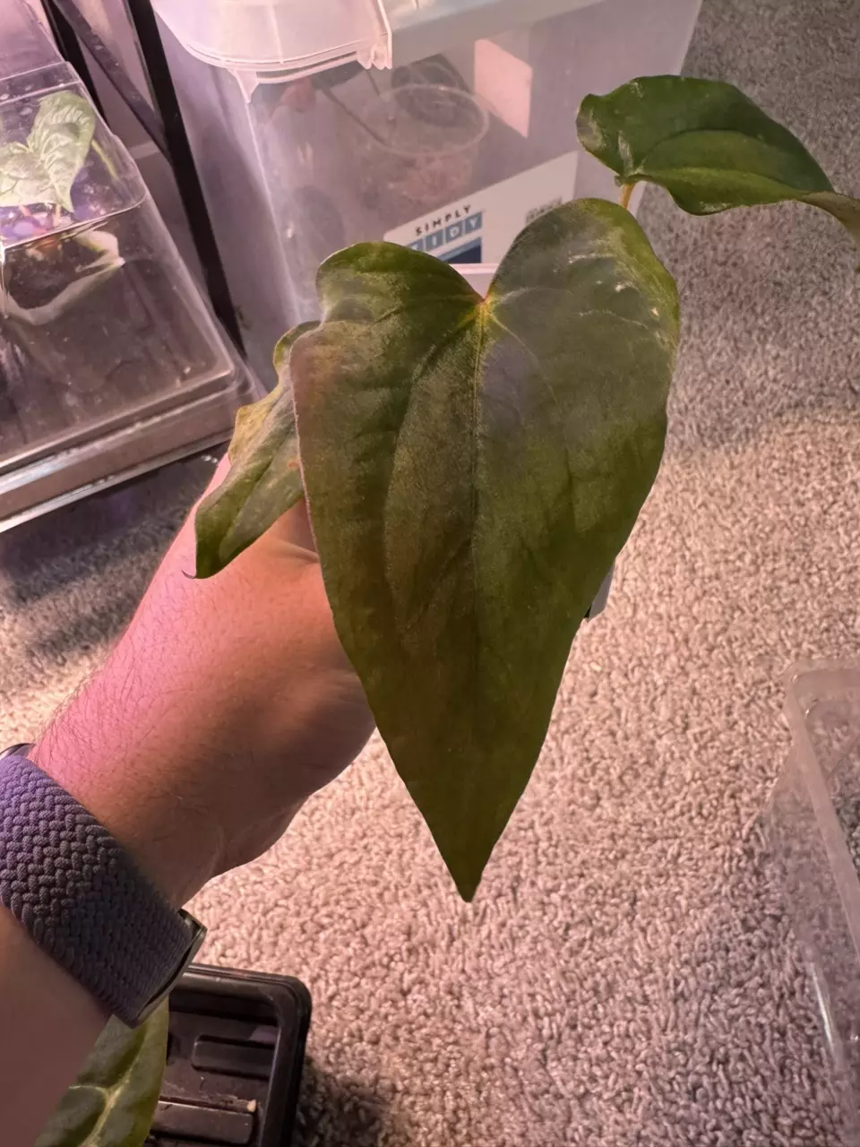 plant/(Dress “Oliver” x sp Nov Df) x RLFS “Dagger”-0