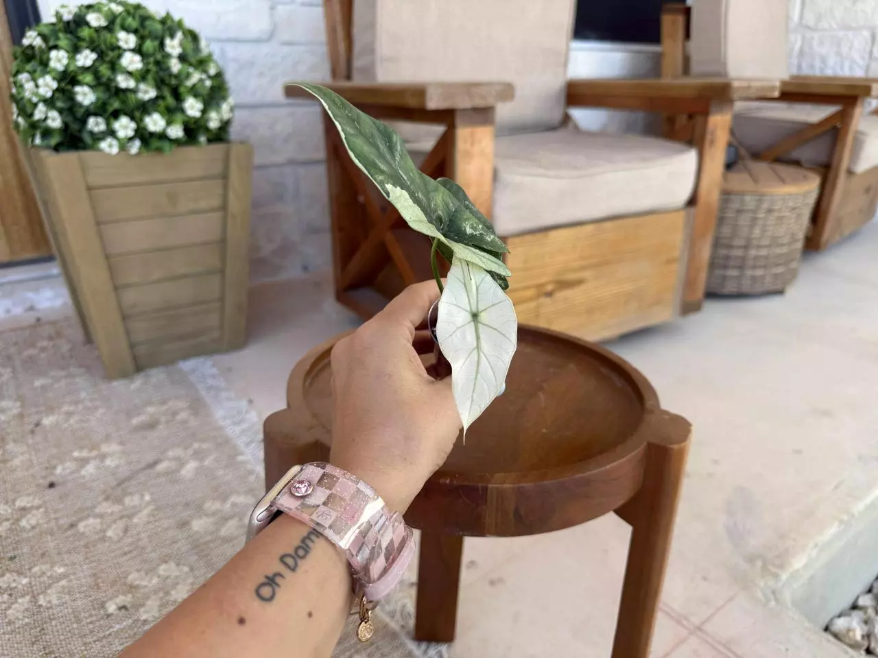 plant/Alocasia Simpo Albo-0