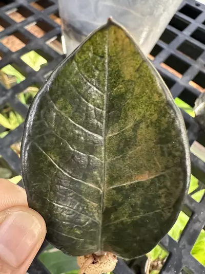 plant/ZZ Raven Variegated-0-thumbnail