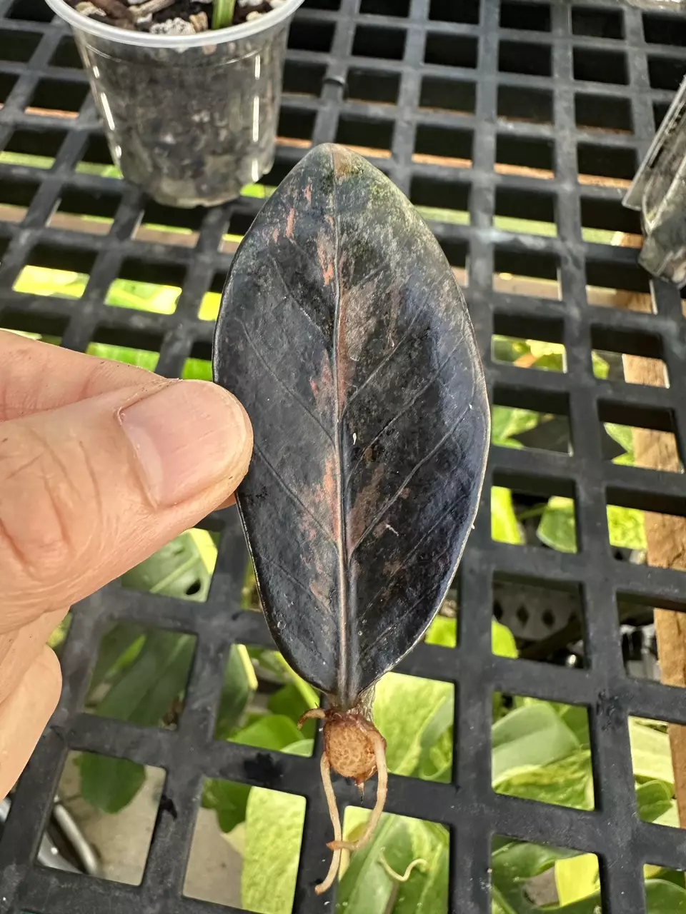 plant/ZZ Raven variegated-0