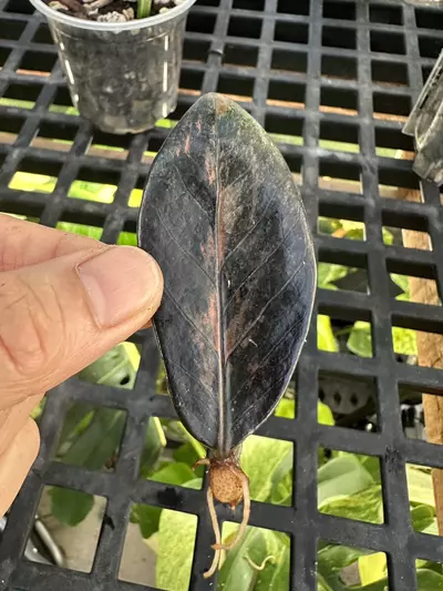 plant/ZZ Raven variegated-0-thumbnail