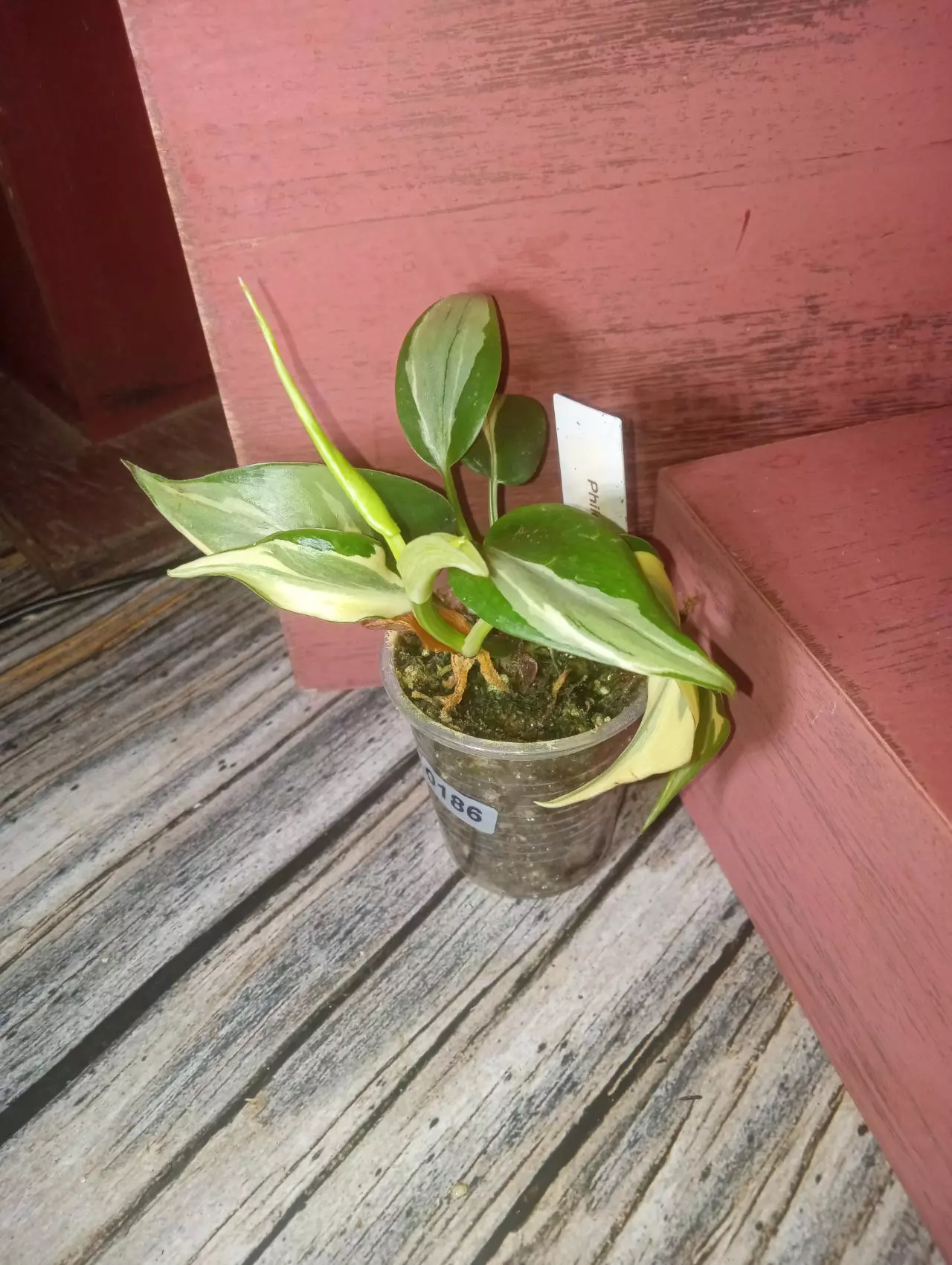 plant/Philodendron hederaceum 'rio' (0186)-1