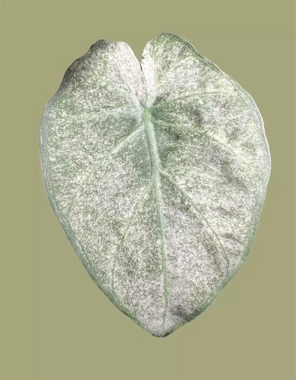 plant/Corm X - Mint Variegated Alocasia Regal Shield-0