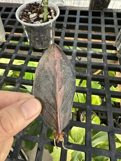 plant/ZZ Raven variegated-1-thumbnail