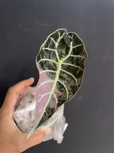 plant/Alocasia Watsoniana dwarf pink corm-0-thumbnail