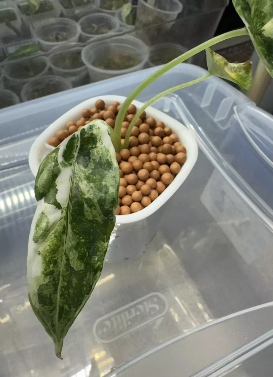 plant/Alocasia Dragon Scale Albo 3”-3