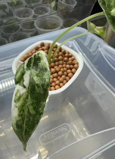 plant/Alocasia Dragon Scale Albo 3”-3-thumbnail