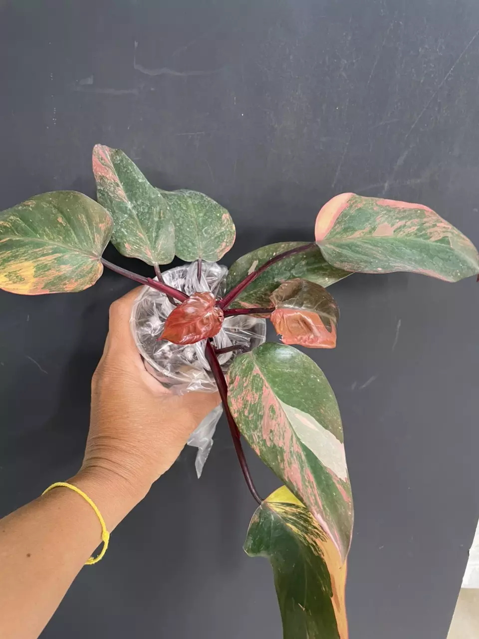 plant/Philodendron fire princess-0